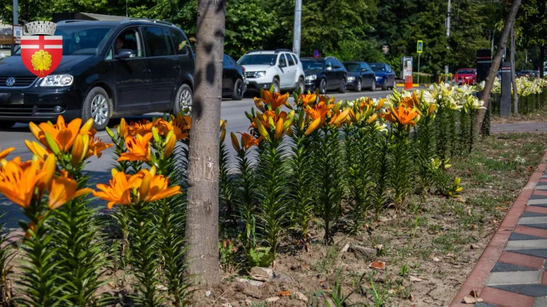 Sumă consistentă plătită de Primărie pentru florile de pe Bulevardul Eminescu