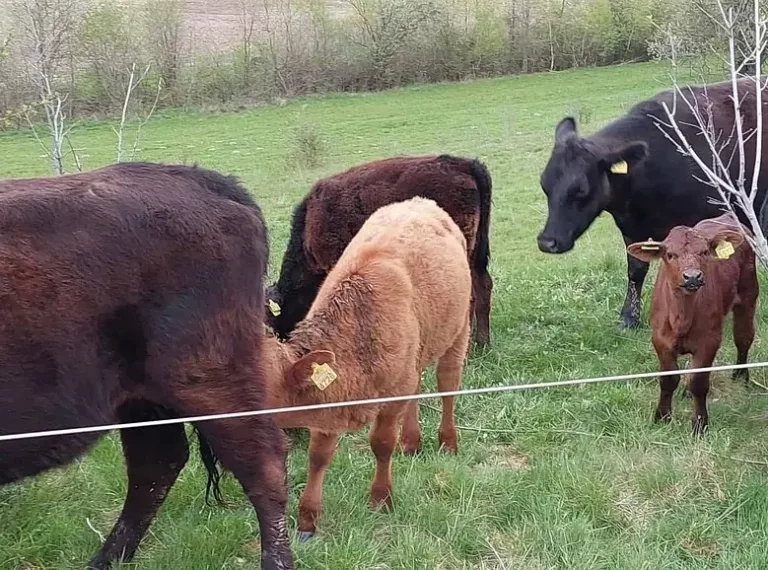Abator din Botoşani acuzat că preia vaci de rasă furate