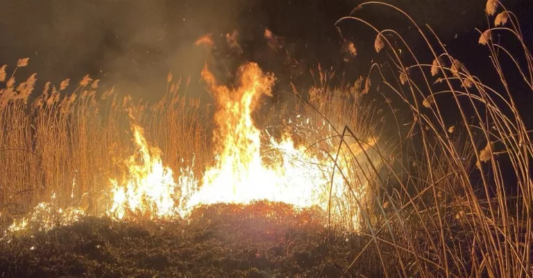 Incendii de vegetație în județ. Pompierii trag un semnal de alarmă