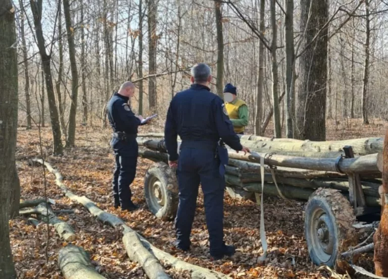Arbori puși la pământ de hoții de lemne. Suspecții au fost prinși cu drujba-n mână