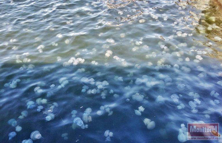Marea Neagră este amenințată cu ocuparea completă… de către meduze