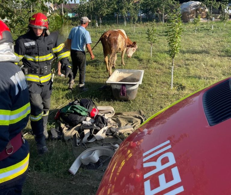 Bovină salvată dintr-un cămin de apă. Intervenție neobișnuită a pompierilor botoșăneni