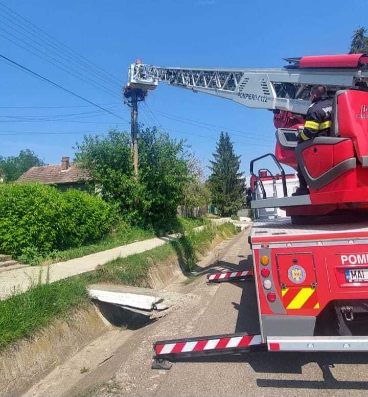 Pui de barză salvat de pe un stâlp de energie electrică de către pompierii din Dorohoi