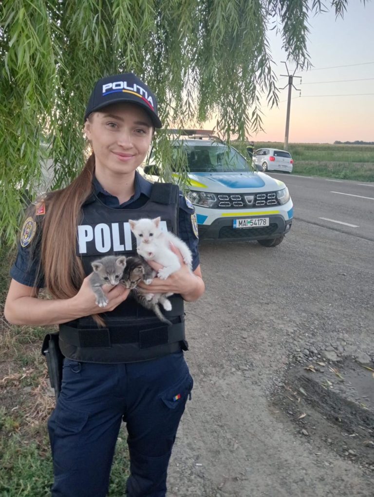 Salvatoare în uniformă. Patru pui de pisică abandonați, salvați de o polițistă aflată în misiune