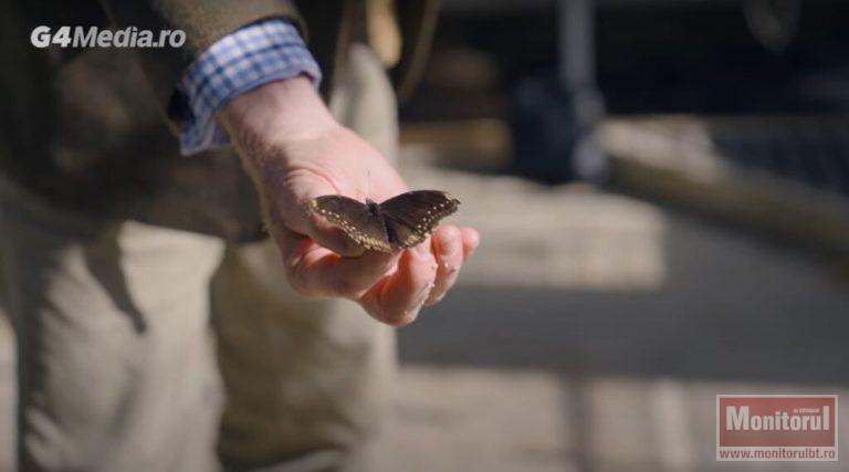 Un profesor specializat în fluturi și insecte trage un semnal de alarmă: trei sferturi din alimentele noastre ar dispărea