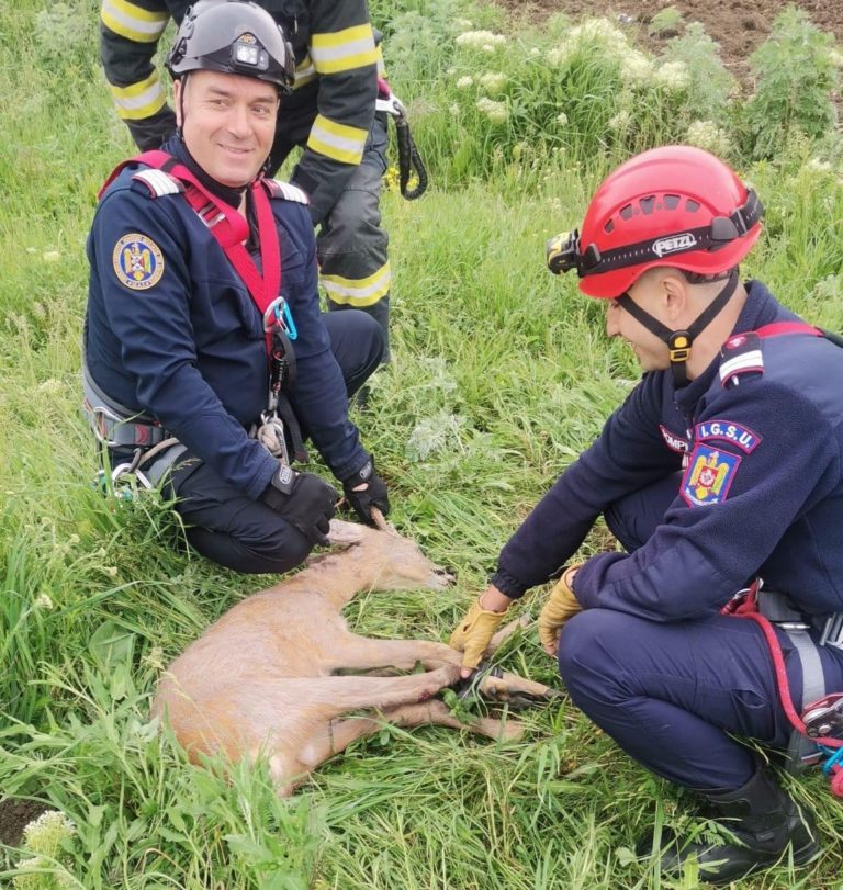Salvare dramatică lângă Orășeni Vale. Căprior scos dintr-un puț adânc