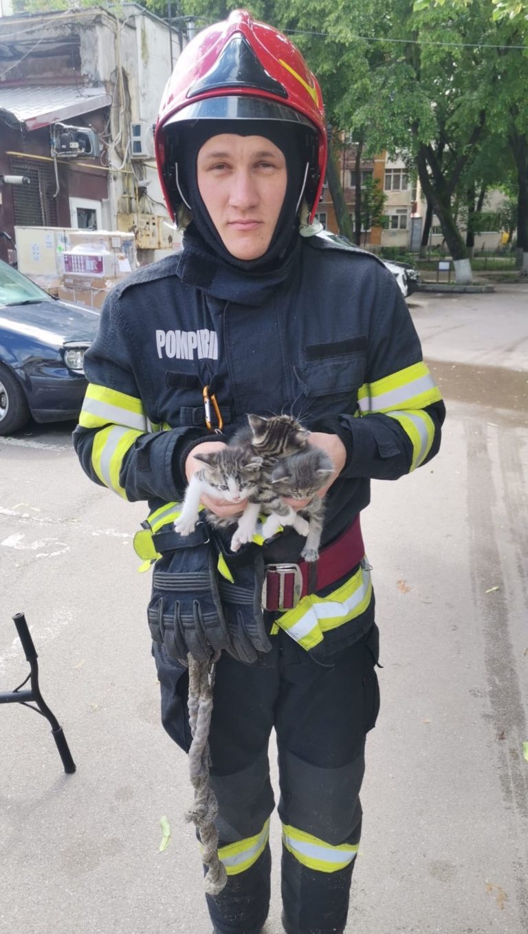 Pui de pisică salvați din tavanul unei clădiri din Botoșani