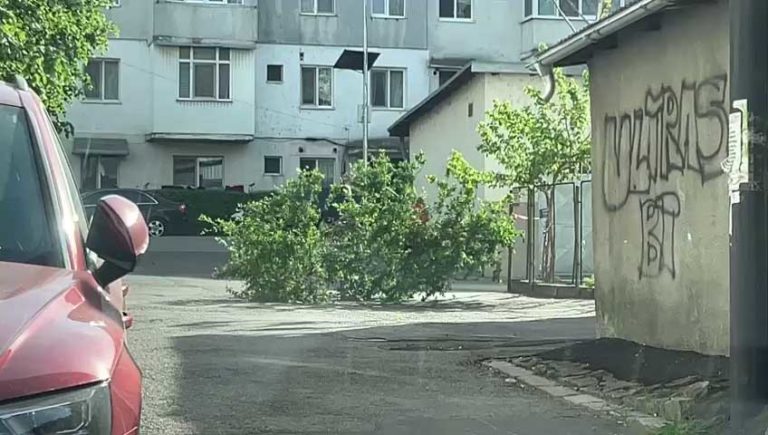 Cetățenii responsabili ajută și la defrișare.