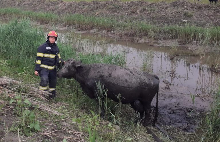 Dramă în albia râului Bașeu. Vacă salvată cu ajutorul pompierilor