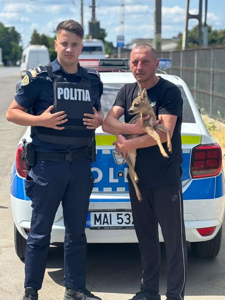 Pui de căprioară rănit, salvat dintr-un lan de lucernă în comuna Trușești