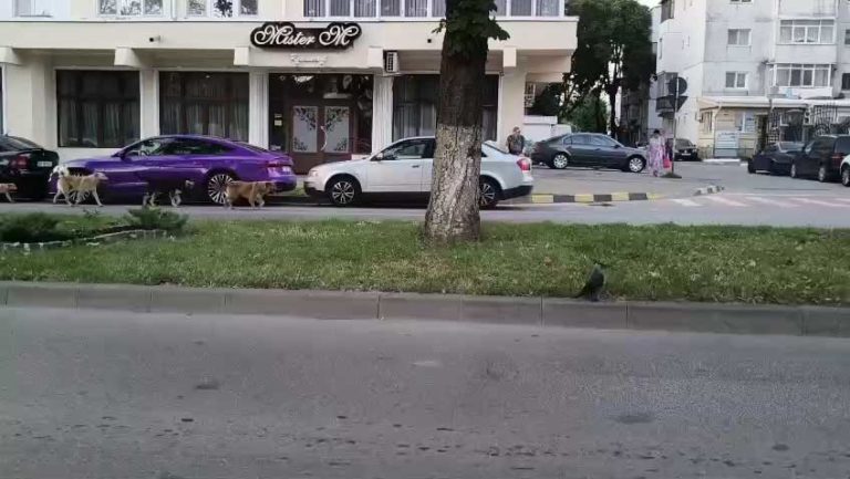 Pentru cei care nu-şi permit să meargă în concediu şi să-şi rişte viaţa dând mâncare la urşi, Botoşaniul pune la dispoziţie nişte animale la fel de periculoase.