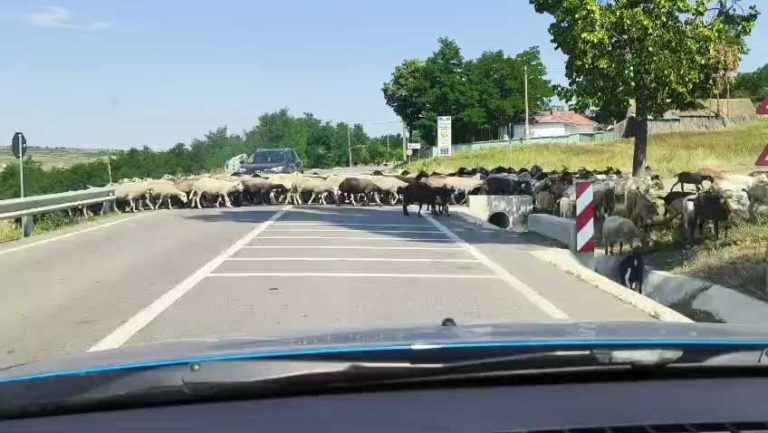 Pe drumurile din judeţ, transhumanţa are prioritate.