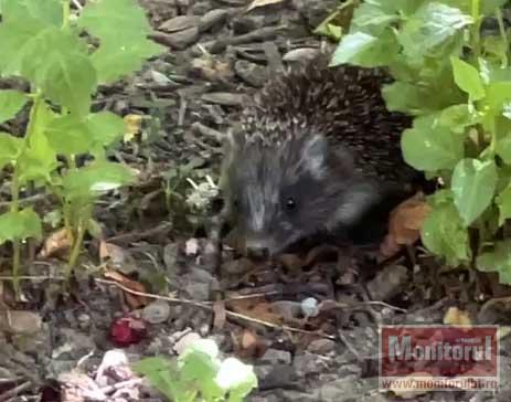 Cât timp mai vedem animale sălbatice în mediul lor natural, încă e bine.