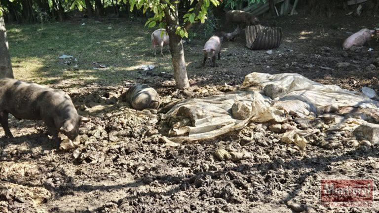 Dezvăluire șocantă la Botoșani. Resturi de abator aruncate pe sol, lângă porci vii