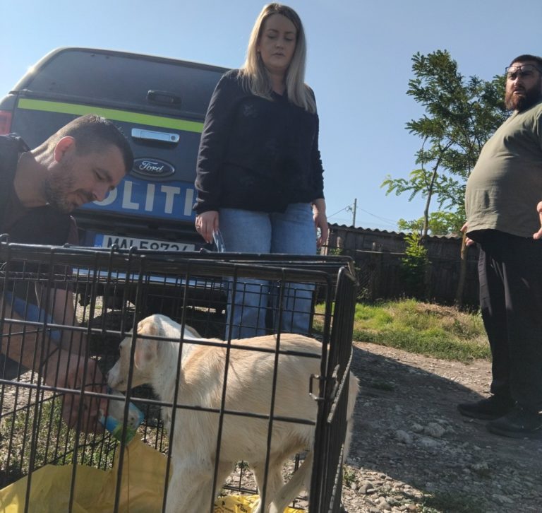 Gest de cruzime pedepsit. Bătrână amendată după ce a provocat suferințe unui câine (VIDEO)
