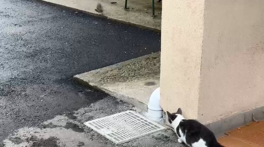 Şi pisicile au câteodată ghinion.