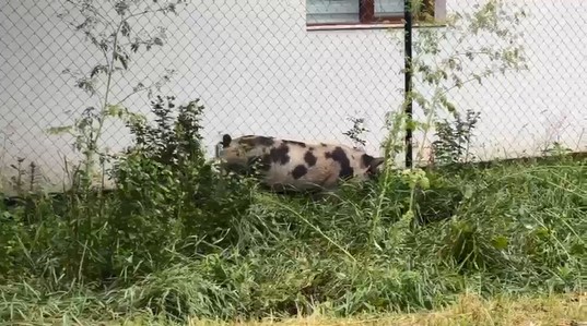 La marginea municipiului Botoşani încep să apară şi altfel de maidanezi.