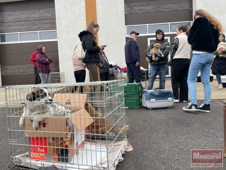Ziua Internațională a Animalelor marcată cu un record de sterilizări gratuite la Flămânzi