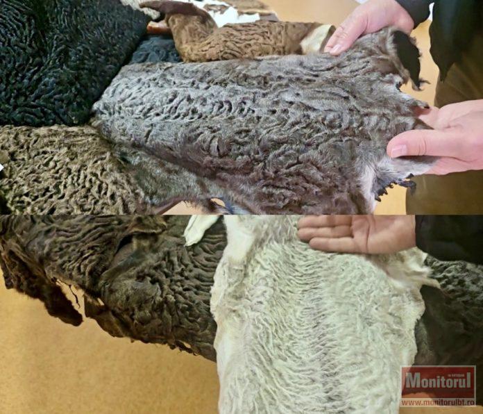 Rozul de Botoșani cucerește lumea! Descoperire spectaculoasă la Stațiunea Popăuți (VIDEO)