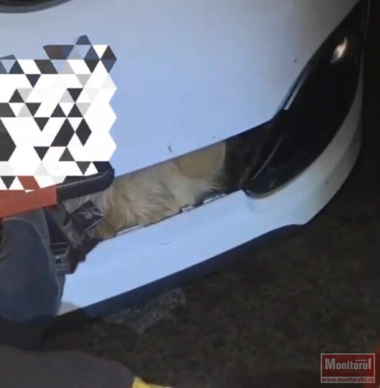 Câine salvat cu pompierii după ce a fost lovit de o maşină (VIDEO)