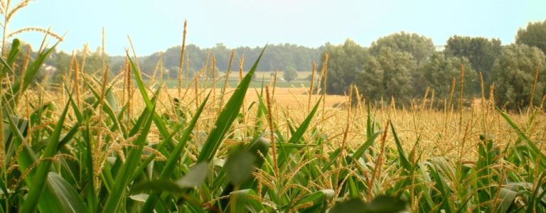 România, „grădina bio” a Europei pe hârtie. În realitate, magazinele vând importuri