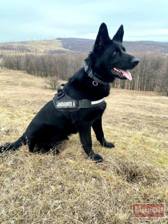 Cățelușa Ciha, „agentul” cu patru lăbuțe care păzește școlile din Botoșani