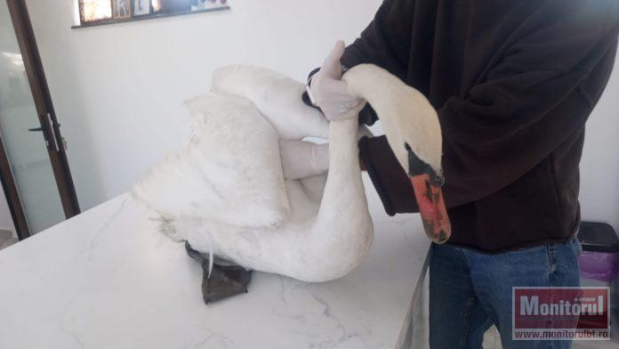 Lebădă uriașă salvată după ce s-a electrocutat în drum spre țările calde