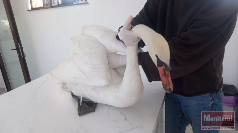 Lebădă uriașă salvată după ce s-a electrocutat în drum spre țările calde