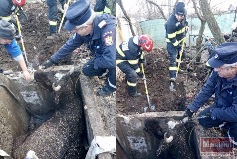 Vacă salvată in extremis cu pompierii
