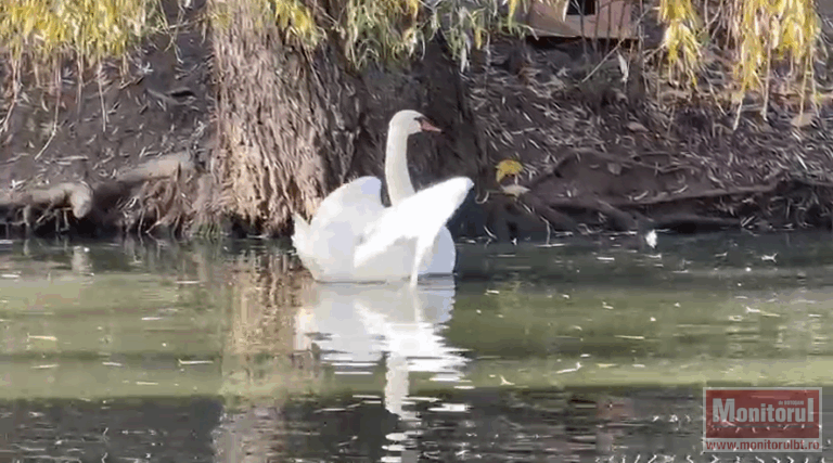 Lebăda salvată de pompieri e bine.