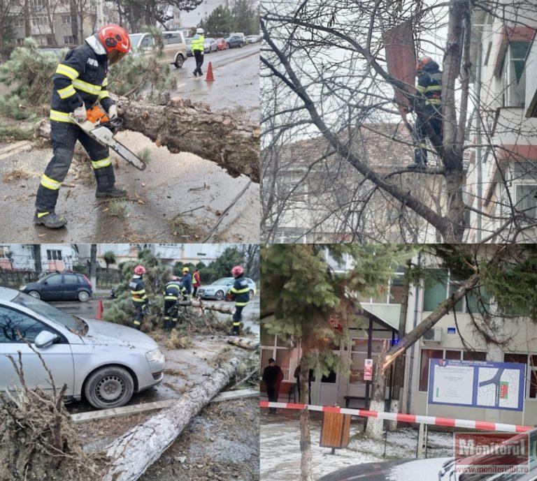 Strada Pacea, pusă la pământ de vânt: copaci și stâlp prăbușiți, trafic blocat (VIDEO)