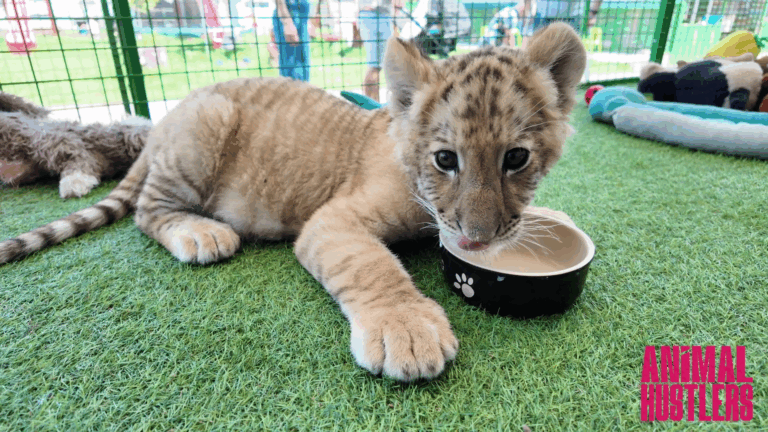 Grădină zoologică din Suceava, populară printre botoșăneni, vizată într-o investigație despre piața neagră a animalelor (VIDEO)
