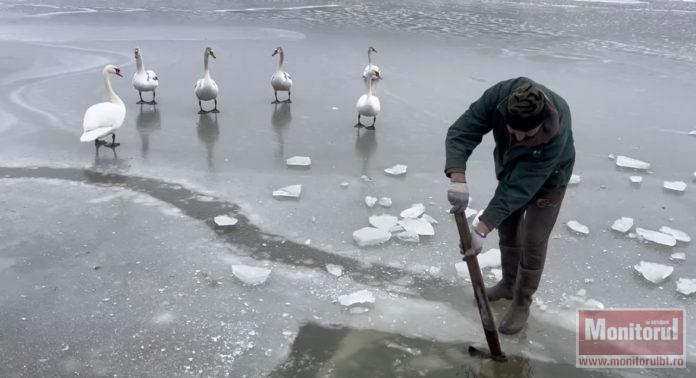 Imagini emoționante pe un iaz înghețat: cum supraviețuiește iernii o familie de lebede cu ajutorul unor localnici (VIDEO)