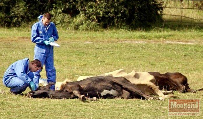 Focar de ANTRAX în județ, ținut la secret de autoritățile din Botoșani! Animalul infectat figura ca fiind vaccinat în acte